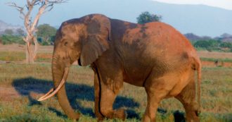 Copertina di Vietato “guidare gli elefanti in stato d’ebrezza”: in Sri Lanka il provvedimento per salvaguardare i pachidermi