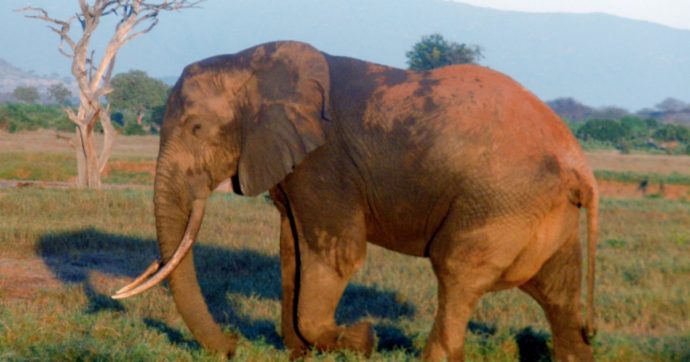 Strage di elefanti in Bostwana: più di 350 pachidermi morti per cause misteriose negli ultimi due mesi, “disastro ambientale”