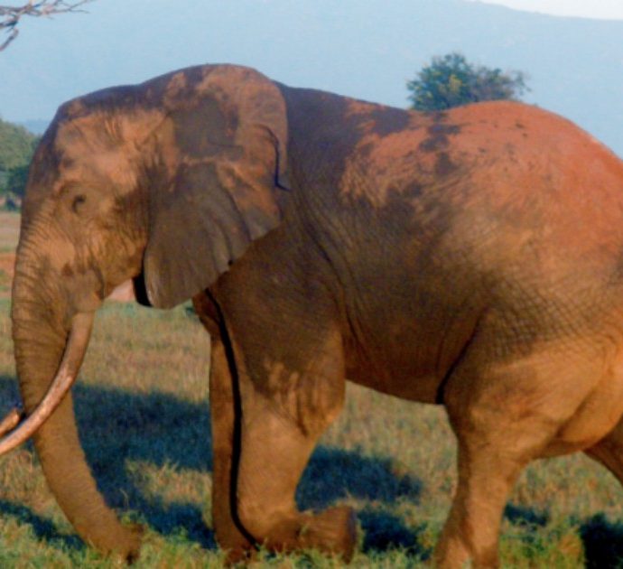 Bracconiere in fuga dai ranger, muore “pesantemente calpestato” da un branco di elefanti