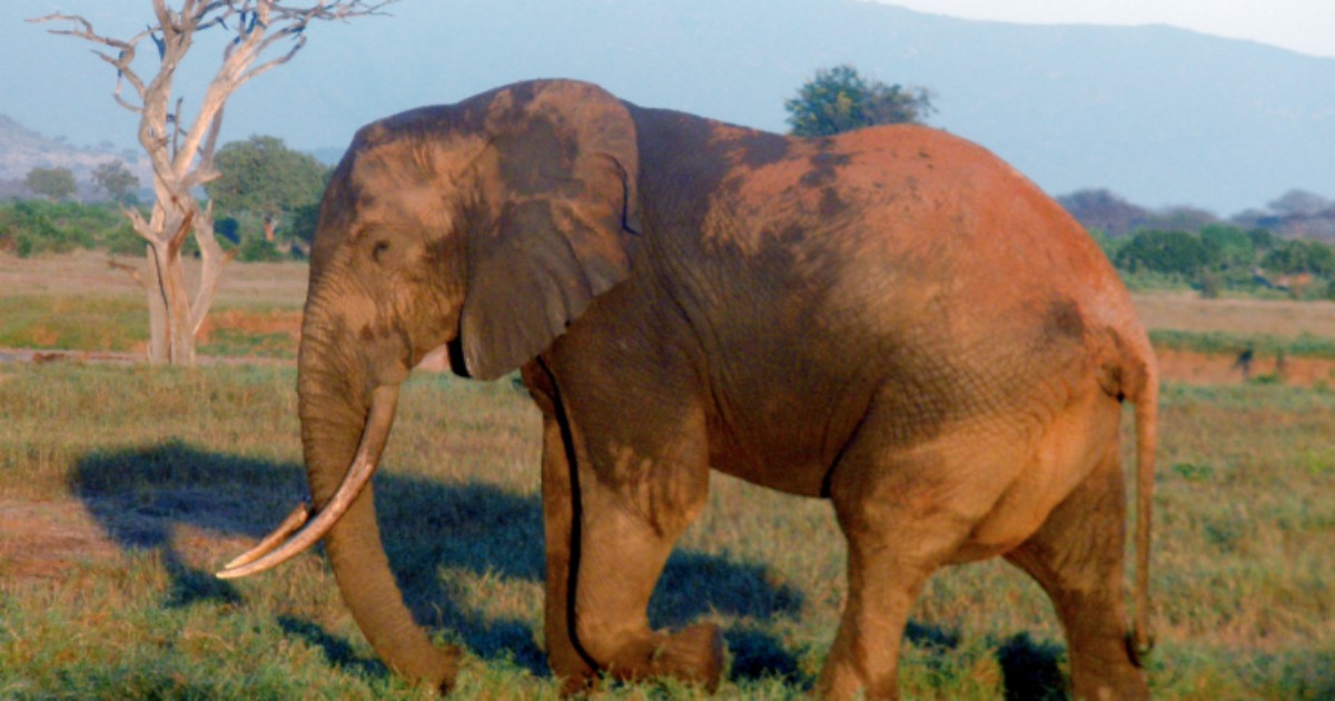 Bracconiere in fuga dai ranger, muore “pesantemente calpestato” da un branco di elefanti