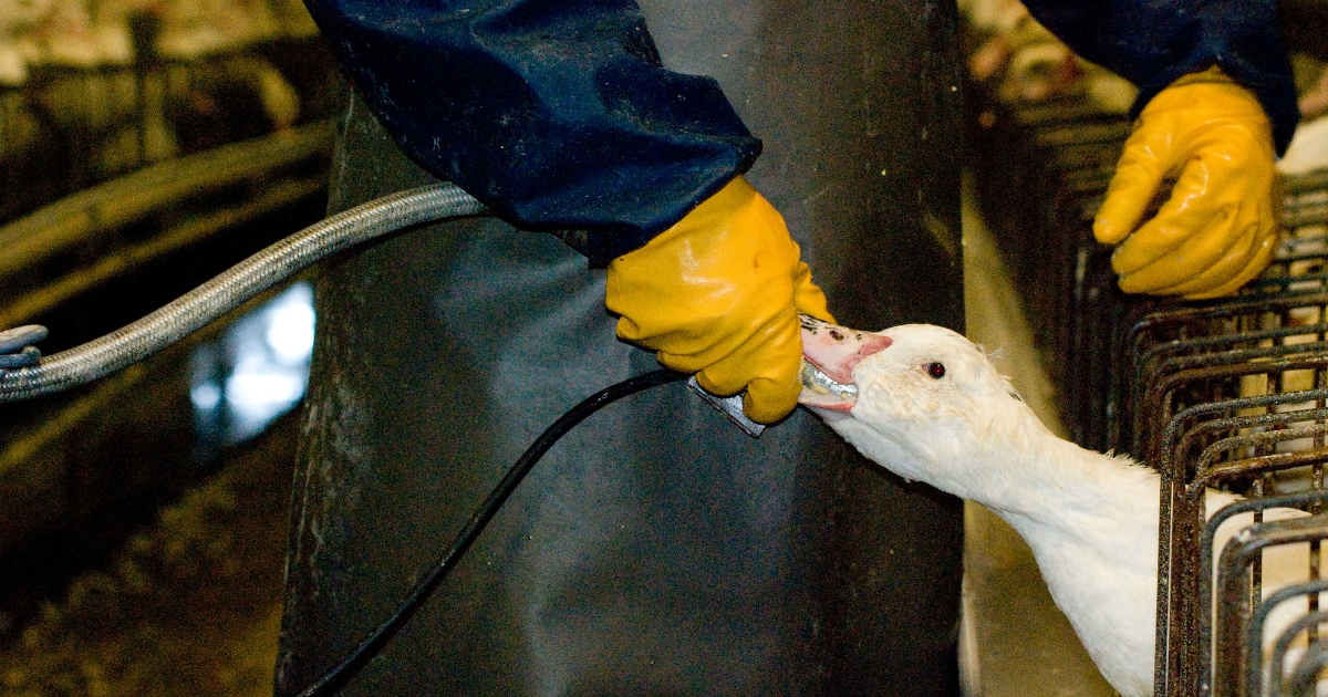 Foie gras rimosso da tutti i supermercati italiani. Solo un marchio ci deve ancora una risposta