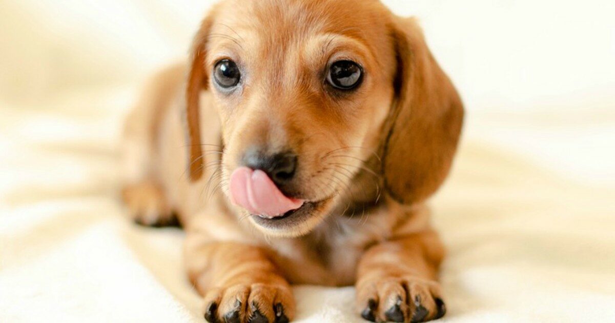 Vacanze di Natale con i cani: dagli aerei ai treni, ecco tutte le regole (e i consigli) per viaggiare con i nostri amici a 4 zampe