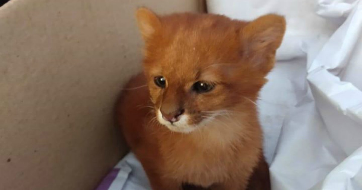 Trova un gattino per strada e lo adotta: dopo due mesi va dal veterinario e scopre che è un puma