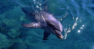 Copertina di Ischia, delfino giunge a riva in agonia: muore tra le braccia dei bagnanti, aveva gravi ferite sul muso
