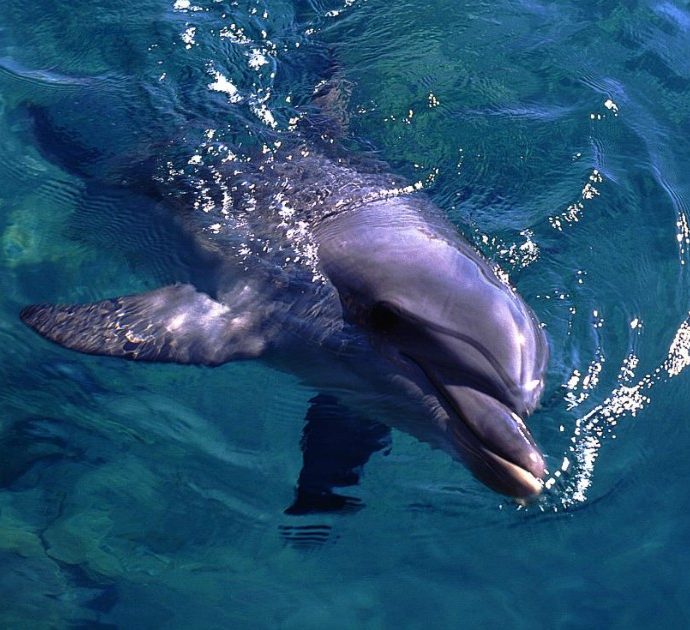 Ischia, delfino giunge a riva in agonia: muore tra le braccia dei bagnanti, aveva gravi ferite sul muso