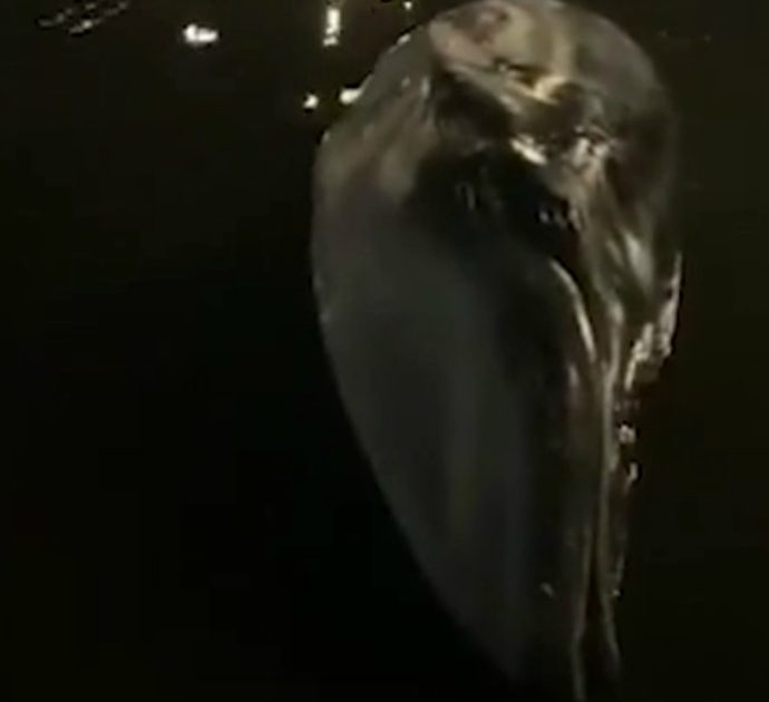 Londra, balena trovata morta sulla riva del Tamigi: terzo caso in due mesi. Le immagini
