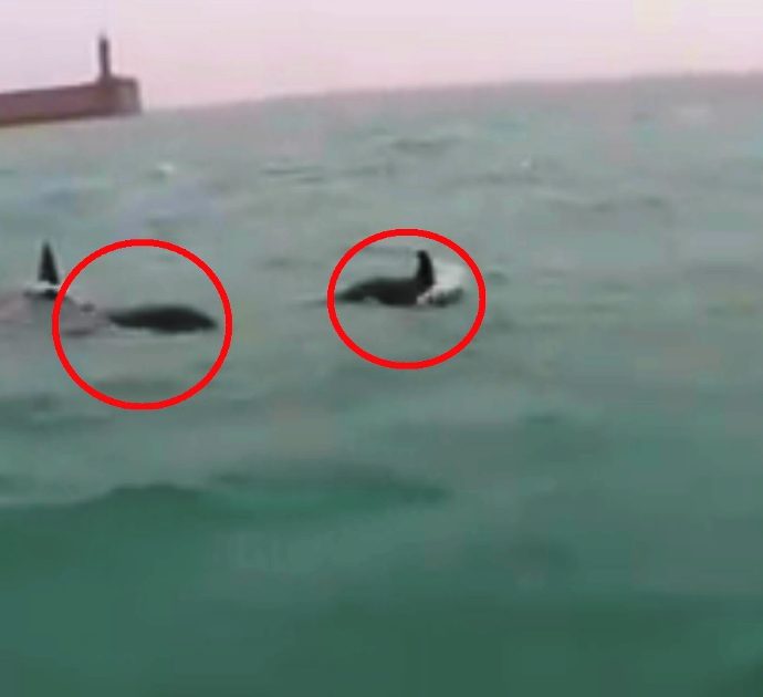 Gruppo di orche al porto di Genova Pra’: l’avvistamento eccezionale preoccupa i biologi