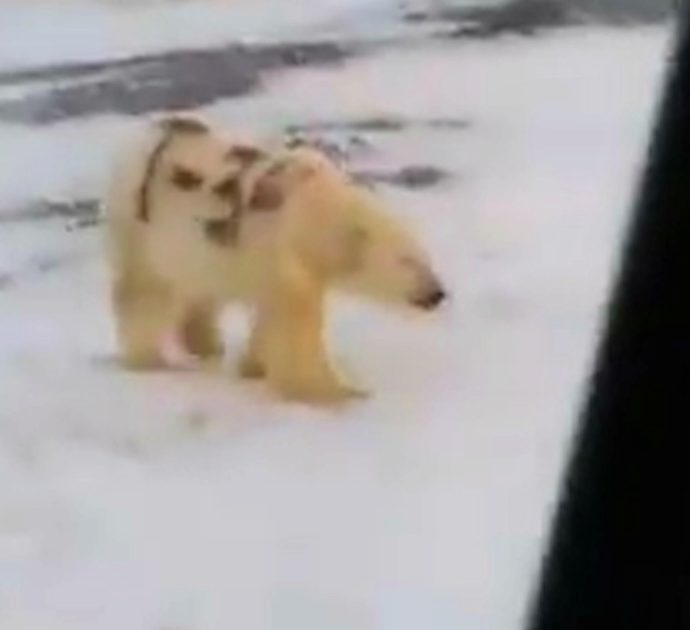Sulla pelliccia dell’orso polare la scritta in nero col nome di un carro armato sovietico: il video che indigna gli animalisti
