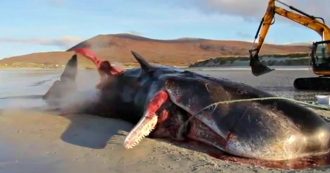 Capodoglio “esplode” sulla spiaggia: nello stomaco trovati 100 chili di rifiuti. Le immagini