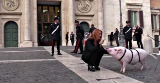 Copertina di Animali, Michela Brambilla con un maiale davanti a Montecitorio: “Stop gabbie e sofferenza”