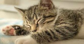 Copertina di Festa del gatto 2021, l’Enpa: “Durante la pandemia ci hanno dato conforto due volte di più”