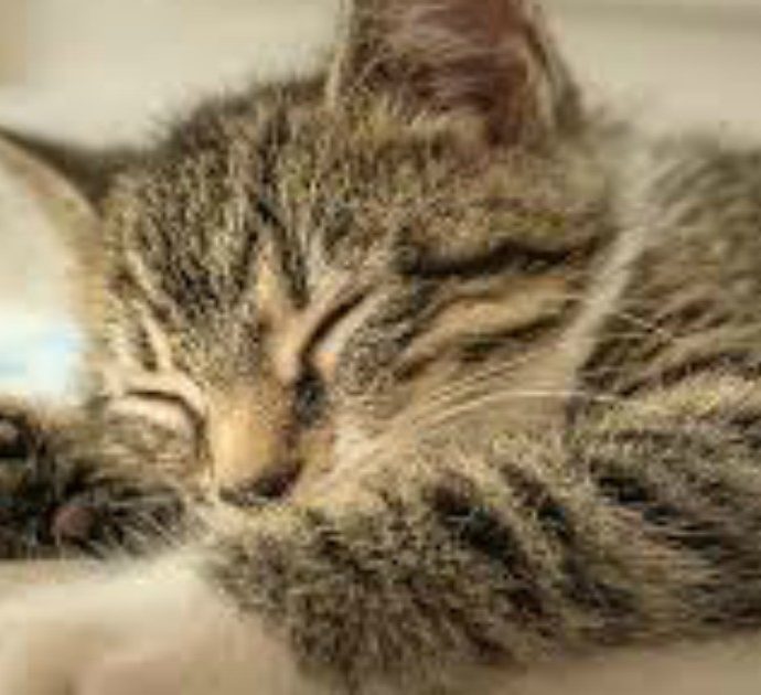 Festa del gatto 2021, l’Enpa: “Durante la pandemia ci hanno dato conforto due volte di più”
