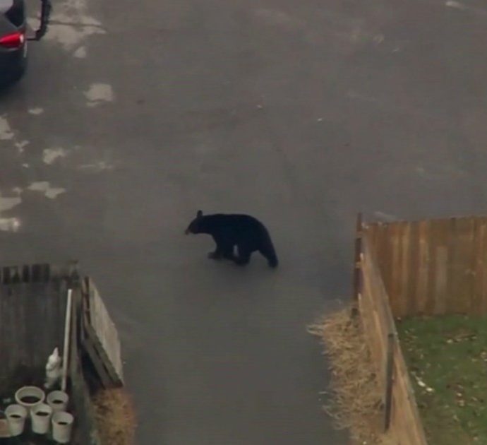 Un orso diventa padrone del quartiere: la passeggiata tra le case ripresa da un drone