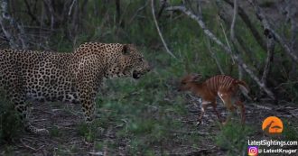Copertina di Il coraggio del cucciolo di antilope: si avvicina a un leopardo e lo affronta. Le immagini dell’incredibile agguato