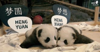 Copertina di Berlino, il “battesimo” dei due cuccioli di panda gemelli: scelti nomi “da sogno”