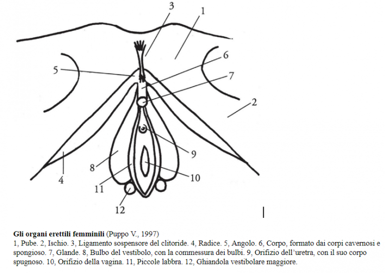 Pierced Clitoris