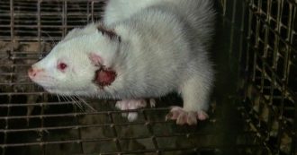 Copertina di Stop a un altro allevamento di visoni. Ora però serve una legge nazionale