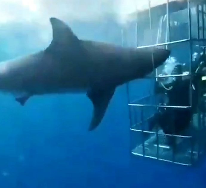 Lo squalo attacca i sub ma rimane incastrato nella gabbia. La denuncia: “Così è morto dissanguato, lo avete ucciso”