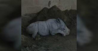 Copertina di Il cucciolo di rinoceronte con la passione per il fango: rotola e gioca mentre la mamma fa colazione