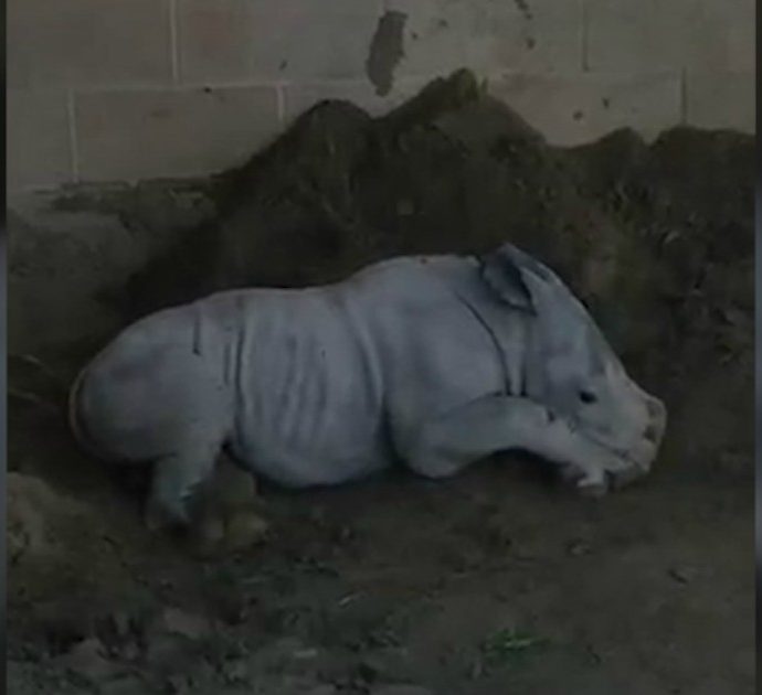 Il cucciolo di rinoceronte con la passione per il fango: rotola e gioca mentre la mamma fa colazione