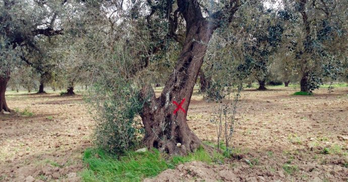 Copertina di Dietrofront della Ue: vincoli meno stringenti per Xylella