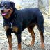 Copertina di Due fratellini azzannati dal rottweiler della nonna: sono gravi