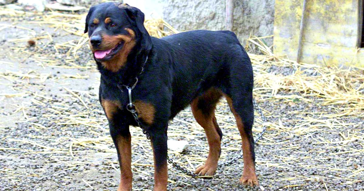 Due fratellini azzannati dal rottweiler della nonna: sono gravi. Indagini dei carabinieri Due fratellini azzannati dal rottweiler della nonna: sono gravi. Indagini dei carabinieri