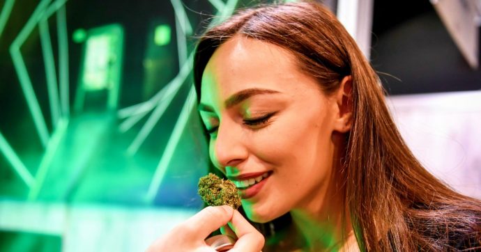 Cannabis light, sarà legale da gennaio 2020: approvato l’emendamento alla Manovra. “Non dovrà contenere più dello 0,5% di Thc”