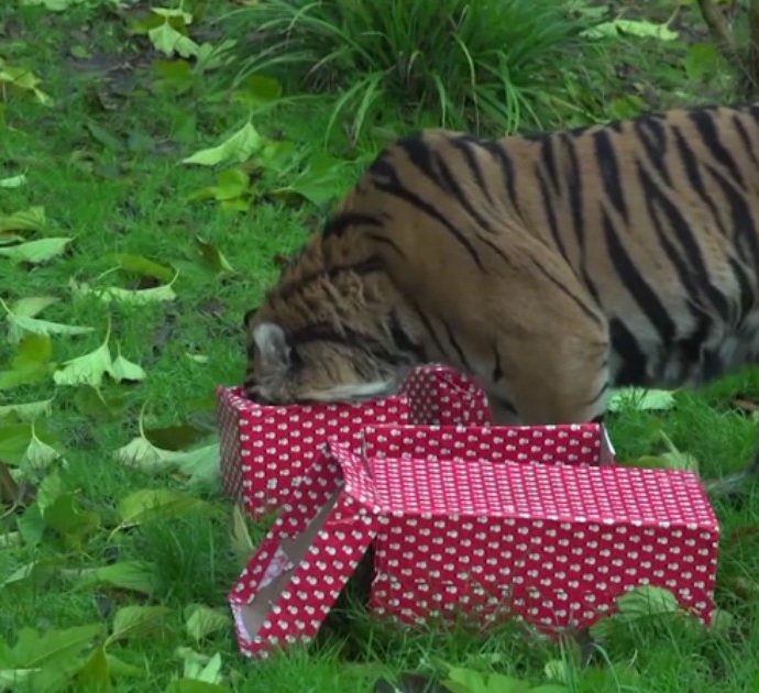 Natale allo zoo di Londra: lemuri, scimmie e tigri “spacchettano” i regali