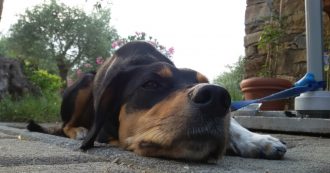 Copertina di Riconoscere gli animali come esseri senzienti è un dovere etico e legale