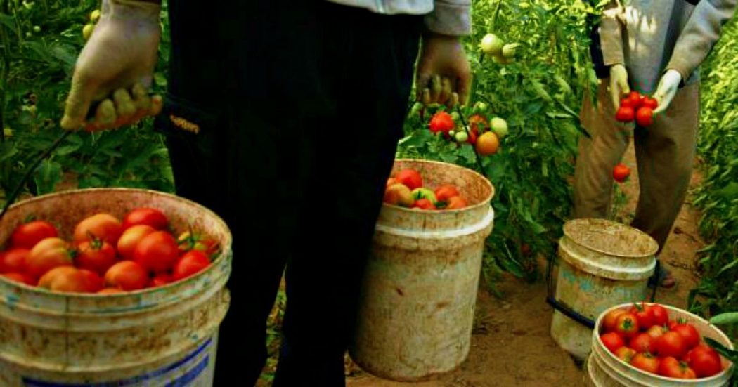 Lecce, morì nei campi mentre lavorava sotto il caldo torrido: due condanne a 14 anni e 6 mesi