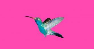 Lo scaffale dei libri, la nostra rubrica settimanale: diamo i voti, da Veronesi a McEwan