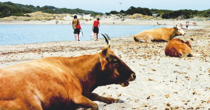 MEDIAPART – Corsica in mano ai clan mafiosi: La mangiatoia di fondi Ue