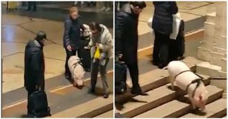 Copertina di Milano, un maiale al guinzaglio in stazione Centrale: “Pensavo di aver visto tutto…”