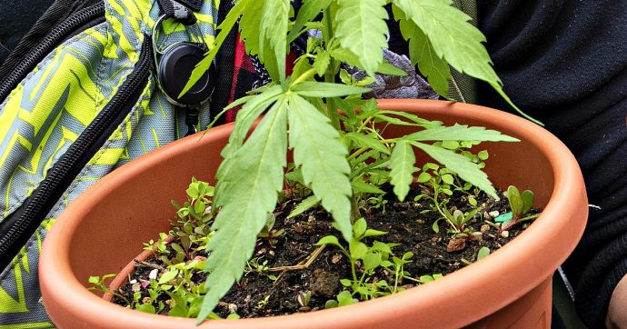Cannabis terapeutica, Andrea Costa: “Nelle prossime settimane pronti i bandi per coltivarla in aziende pubbliche e private”