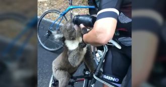 Copertina di Australia, il koala fugge dagli incendi e cerca acqua: una ciclista si ferma e gli dà quella della sua borraccia