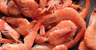 Copertina di Code di mazzancolle ritirate dal mercato per rischio chimico: l’avviso del ministero della Salute