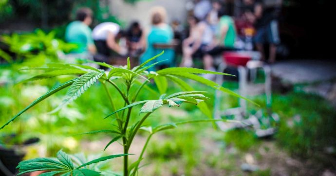 Ognuno si fumi solo la propria piantina: manuale Cassazione