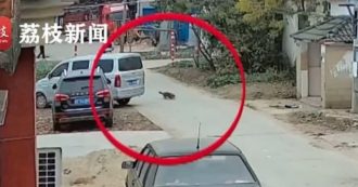 Copertina di Ristoratore ammazza per strada otto cani con freccette tossiche: “Volevo preparare piatti caldi con la loro carne”