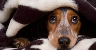 Copertina di Botti di Capodanno 2020, ecco le 10 cose da fare secondo i veterinari per proteggere cani e gatti