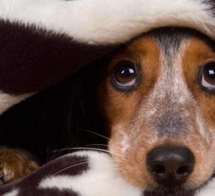 Botti di Capodanno 2020, ecco le 10 cose da fare secondo i veterinari per proteggere cani e gatti