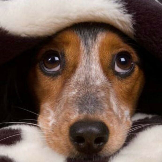 Cagnolina scappa da casa impaurita dai botti di Capodanno poi la tragedia. Il padrone disperato: “L’ho trovata vicino casa sul ciglio della strada morto”