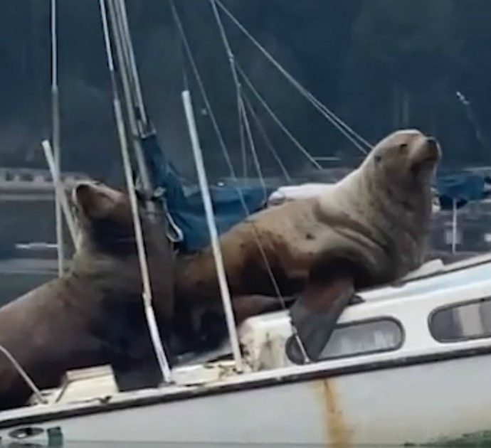 Usa, due leoni marini si impossessano di una barca e la scambiano per uno scoglio. Le immagini