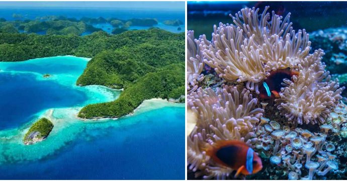 Palau, l’isola dell’Oceano Pacifico è il primo Stato al mondo a vietare le creme solari: “Uccidono i nostri coralli”