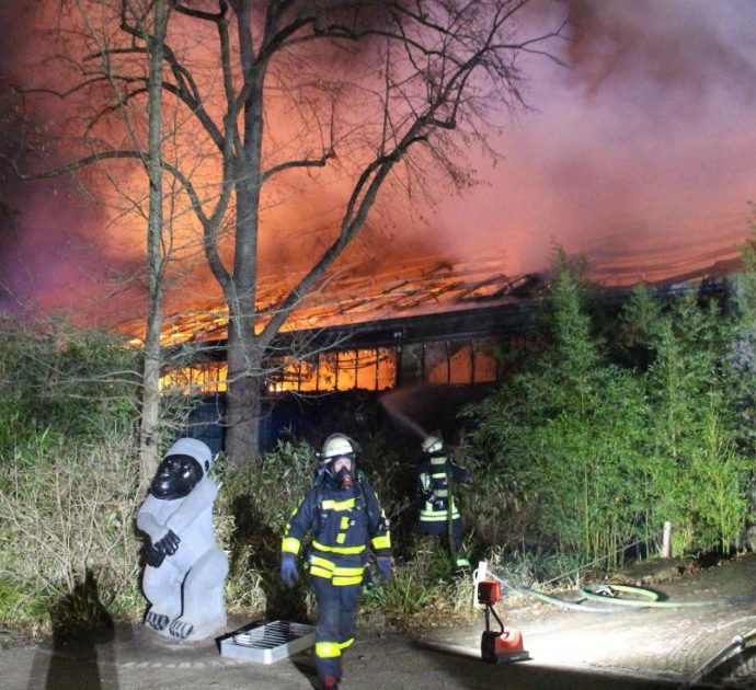 Incendio in uno zoo nella notte di Capodanno: almeno 30 scimmie morte. A causare le fiamme alcune lanterne cinesi