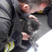 gatto salvato a sesto san giovanni