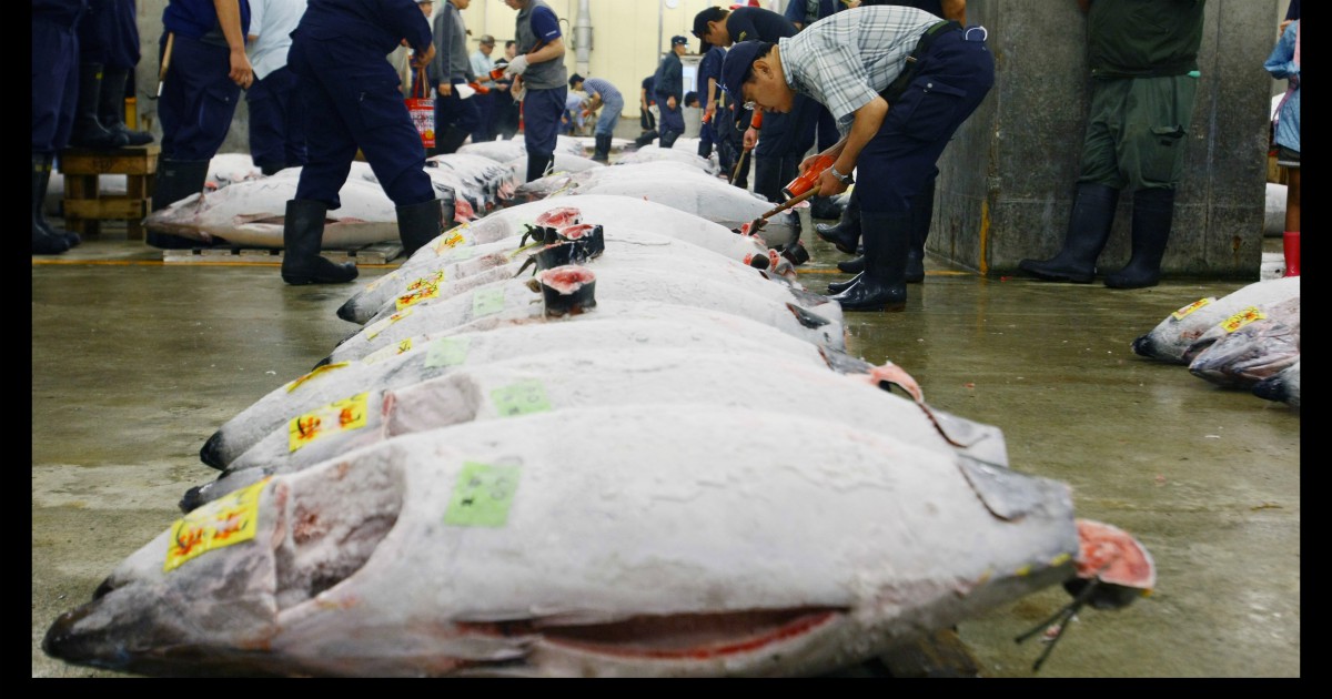Tokyo, asta record al mercato del pesce: un milione e mezzo di euro per un tonno rosso da 276 chili