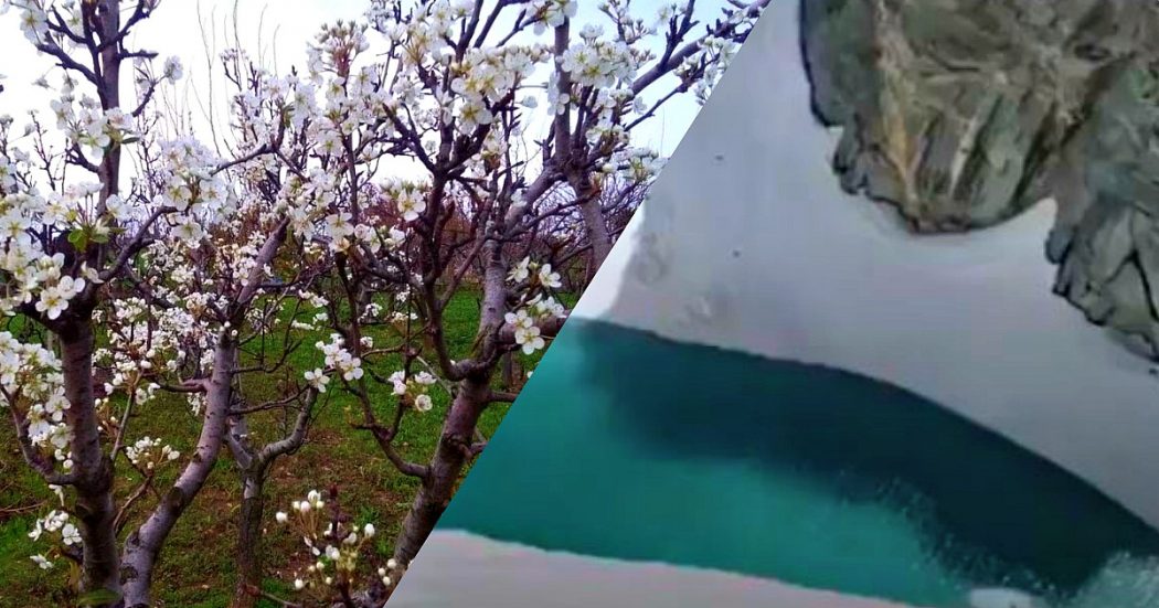 Clima: un lago nel ghiacciaio del Monte Bianco, il pero fiorito in Puglia a dicembre. Effetti (e danni) sull’Italia dell’anno più caldo per l’Europa