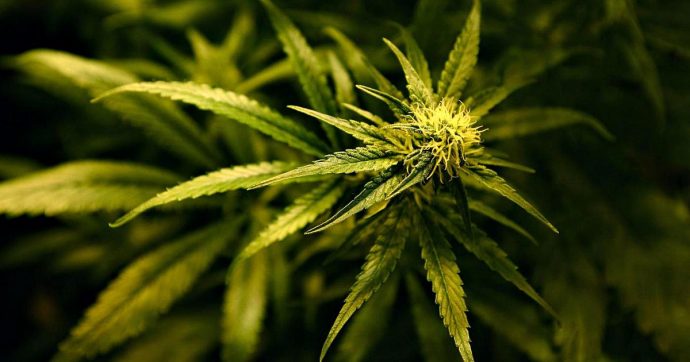 La Lega vuole l’arresto obbligatorio, i Radicali il via libera alla cannabis ‘domestica’: scontro di proposte opposte alla Camera