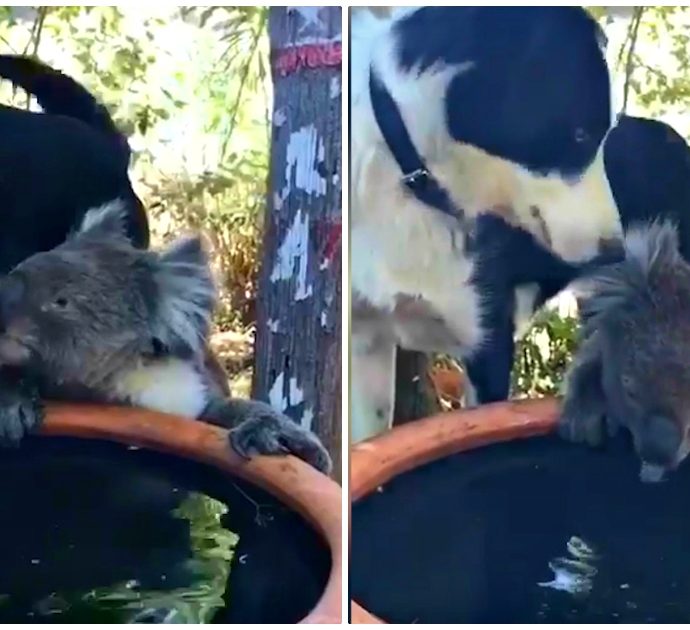 Incendi in Australia, il koala è assettato e il cane lo accoglie così: le immagini della loro amicizia